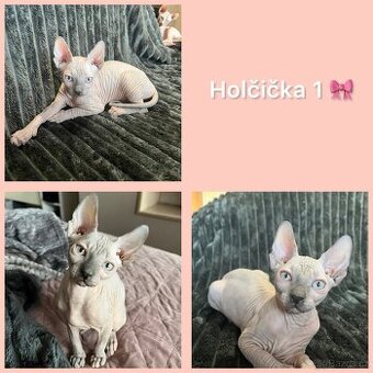 Sphynx kočičky
