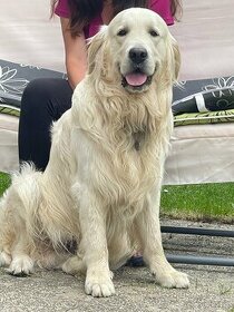Zlatý retriever s PP - nabídka ke krytí