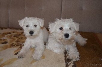 knírač malý bílý