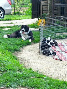 Pes border kolie ke krytí feny bez PP