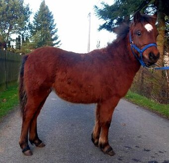 Zadám klisničku WPB