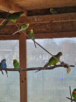 Papoušek nádherný