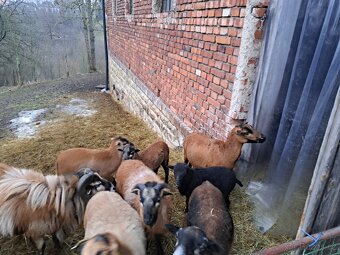 Kamerunská ovce/beran