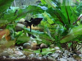 Akvarijní rybičky Black Molly