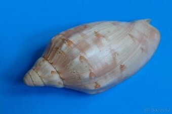 Voluta aulica 1 - 1