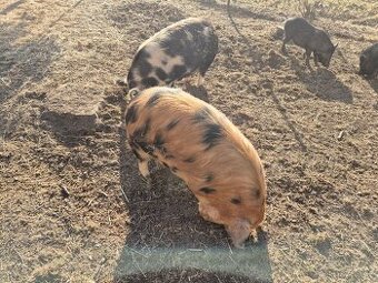 Prasnice Kune Kune
