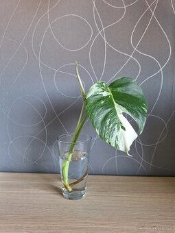 Monstera Albo variegata - 1