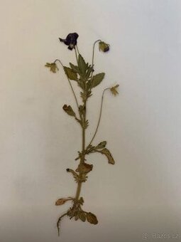 Herbář