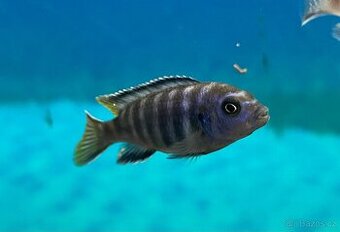 Tlamovci Pseudotropheus Elongatus Mpanga
