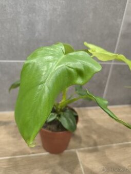 Philodendron Golden Violin