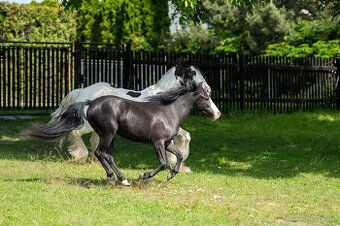 Pony kobylka
