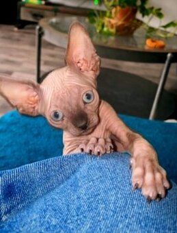 Kanadský sphynx - 1