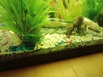 Axolotl - 1