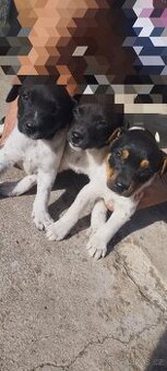 Jack Russell teriér