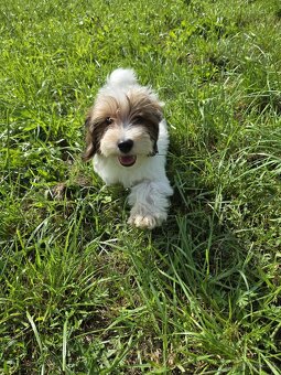 Havanský psík s PP
