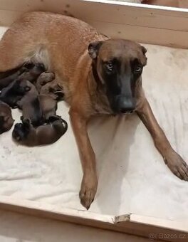 Prodej štěňat Belgický ovčák Malinois