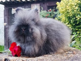 Zakrslý Teddy - dlouhosrstý sameček