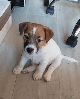 Jack Russell Terier - pejsek s pp