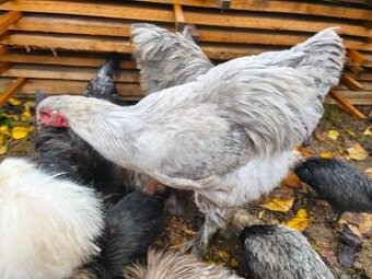 Kohout brahmanka velká lavender