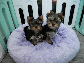 Jorkšírský teriér  - spaltbiewer