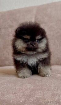 POMERANIAN MINI Boo - 1