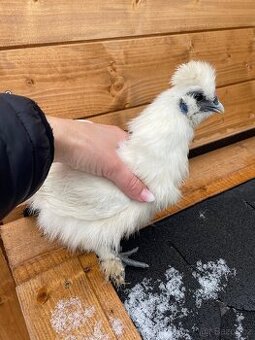 Kohoutek hedvábnička zdrobnělá - 1