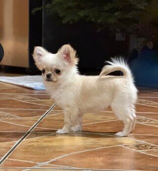 Čivava dlouhosrstá