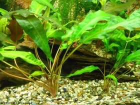 Akvarijní rostlina - kryptokoryna