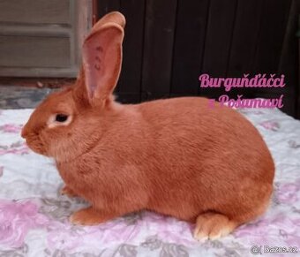 BURGUNDSKÝ králík s PP-SAMIČKA ben4⭐️⭐️⭐️