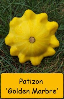 Semínka okurka, cuketa, patizon, dýně, hokkaido, meloun