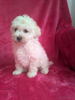 Pudl trpasličí -kluk