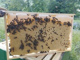 Vyzimovaná včelsteva 2024