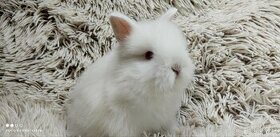 Zakrslý králík, králíček - TEDDY - JASMÍNA