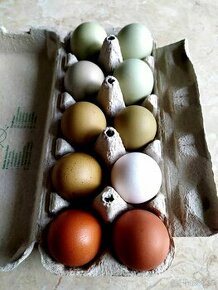 Domácí vajíčka slepičí, kachni a od perliček