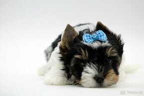 biewer yorkshire terrier s PP