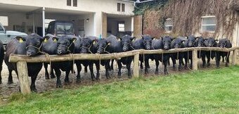Plemenný býk Aberdeen Angus - vakcinovaný na Bluetongue