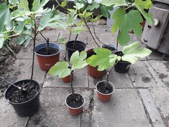Fíkovníky Carica,Smokvoň,Turkey, Keře, Stromky.
