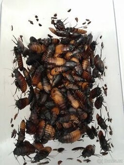 Šváb madagaskarský, syčící – Gromphadorhina portentosa