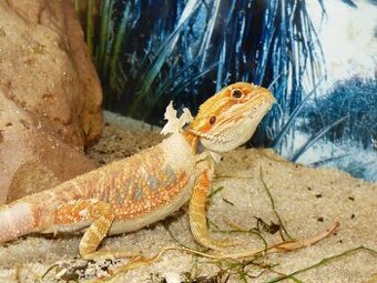 Agama vousatá (Pogona vitticeps)