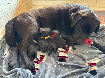 Čokoládová štěňátka labrador