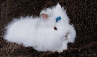 Zakrslý králíček, králík -(TEDDY)-HERBERT