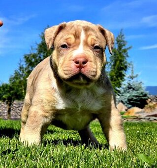 American bully XL XXL
