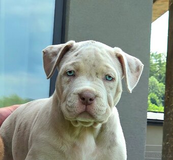 American bully XL XXL