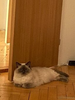 Ragdoll koťátka bez PP