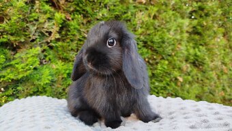 Zakrslý beránek, králík, králíček PIPER - 1