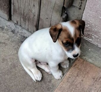 Jack Russell terier