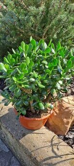 Crassula Ovata-tlustice