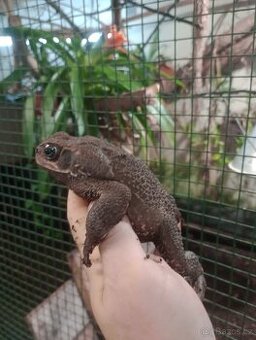 Ropucha obrovská (Rhinella marina) Surinam