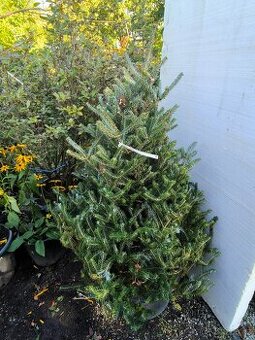 Jedle Abies koreana ‘Silberlocke