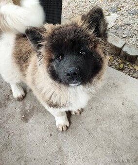 Americka Akita